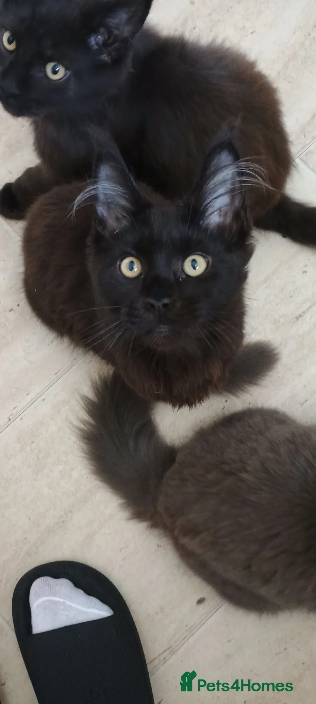 Maine Coon cats for sale: Maine coon kittens - Advert 2