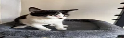 Mixed Breed cats for sale: Kitten female in Birmingham - Advert 2