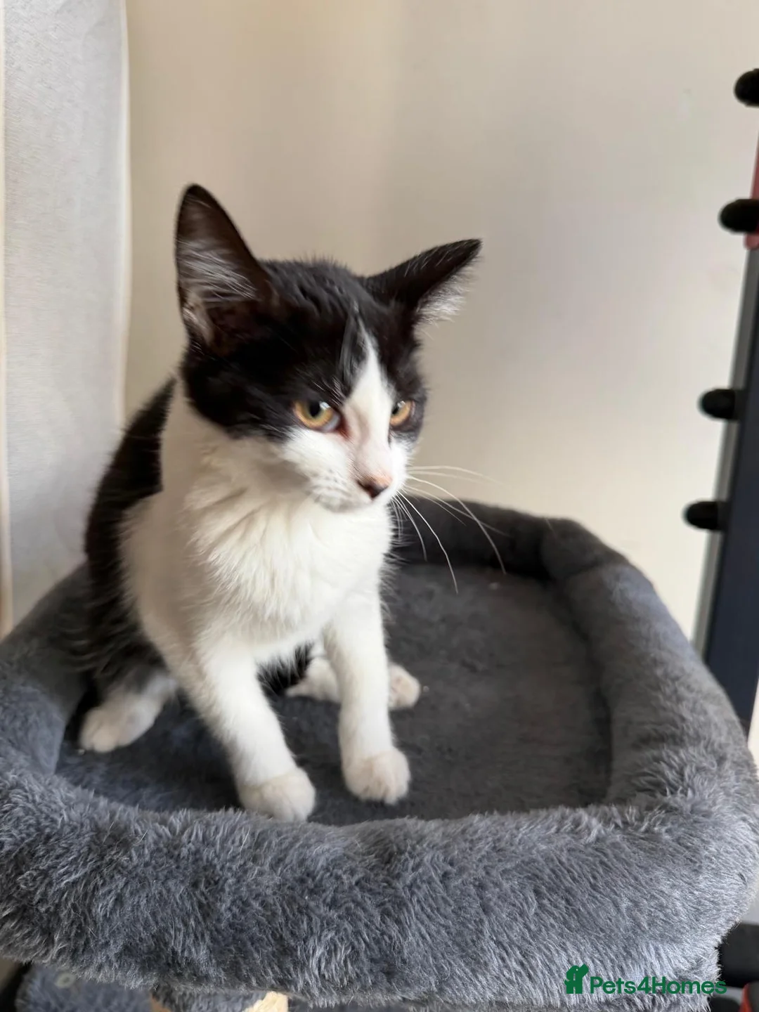 Mixed Breed cats for sale: Kitten female in Birmingham - Advert 2