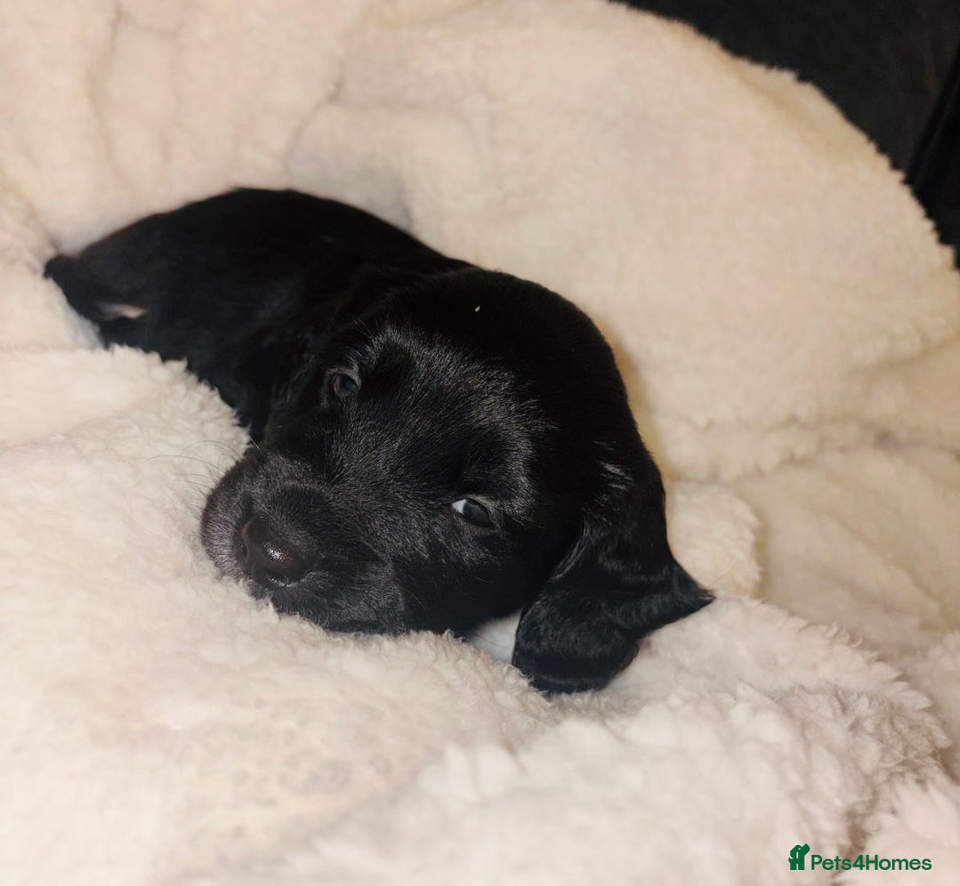 Sprollie dogs for sale: Sprollie  - Advert 14