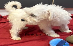 Schnoodle dogs for sale: Schnoodles  - Image 4
