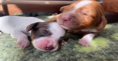Cocker Spaniel dogs - Advert 5