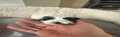 Mixed Breed Puppy 4
