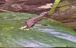 Gecko reptiles for sale: Mourning Geckos x5 - Image 2