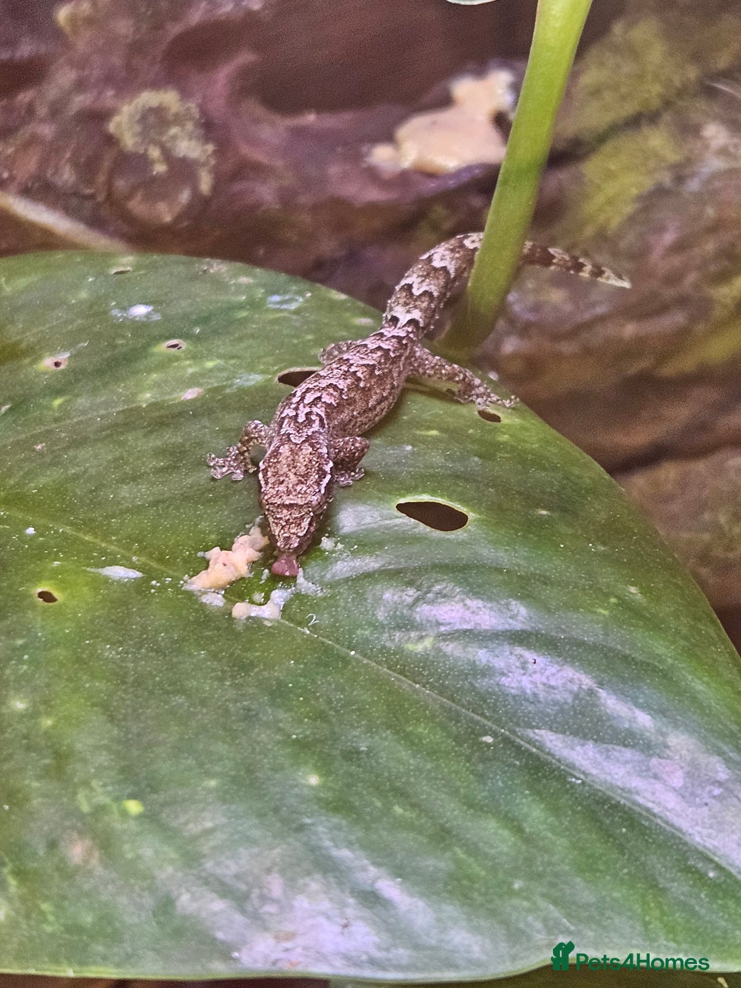 Gecko reptiles for sale: Mourning Geckos x5 - Image 2