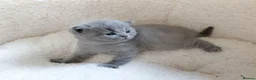 British Shorthair cats for sale: 💙 Gorgeous British Shorthair Blue Kittens 💙 - Advert 12