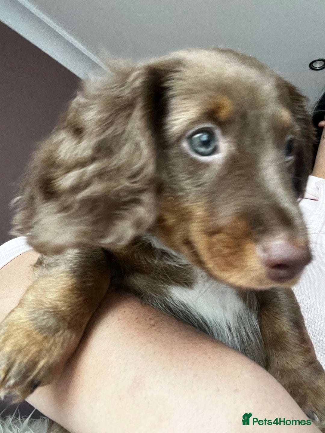 Miniature Dachshund dogs for sale:  KcReg Long Haired Miniature Dachshund Dapper  - Image 8