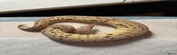 Python Snake reptiles for sale: Super Pastel Axanthic Clown  in Bexleyheath - Advert 1