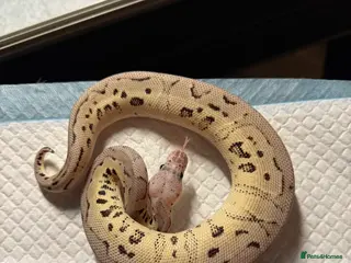 Python Snake reptiles Super Pastel Axanthic Clown - Advert 17