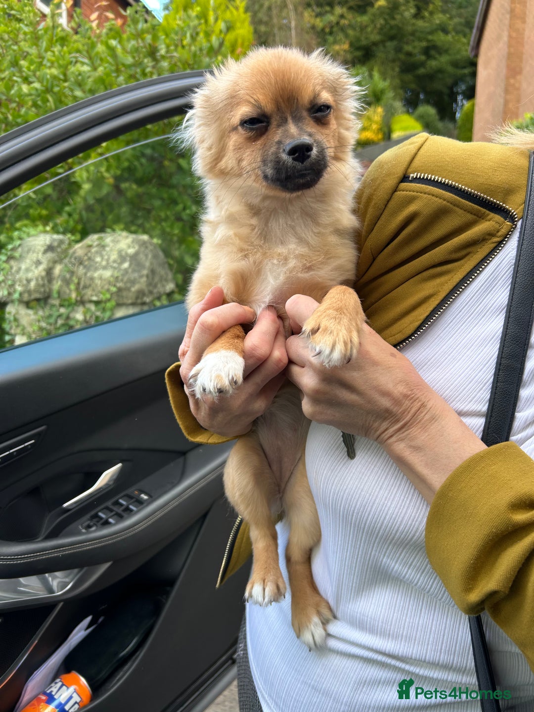 Pomchi dogs for sale: Beautiful tiny puppy  - Image 4