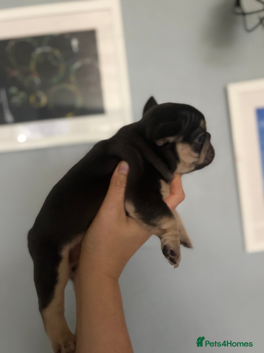 French Bulldog dogs for sale: Chunky French bulldog puppies  - Image 8