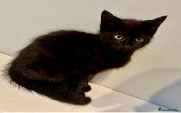 Bengal cats for sale: Gorgeous half bengal kittens for sale. READY NOW  - Image 2