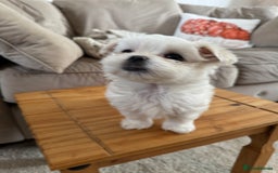 Maltese dogs for sale: Updated 24/07 KC Reg tiny Korean Maltese Puppies. in Ware - Image 18