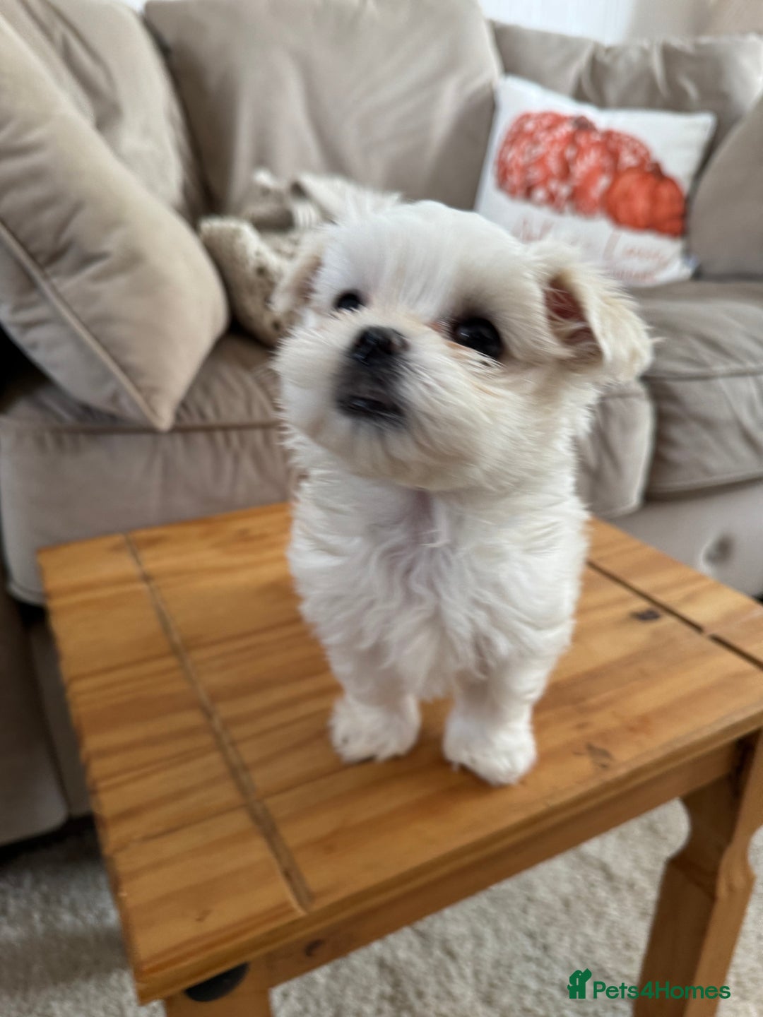 Maltese dogs for sale: Updated 24/07 KC Reg tiny Korean Maltese Puppies. in Ware - Image 18