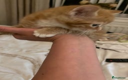 Domestic Shorthair cats for sale: 4 ginger kittens for sale  - Image 2