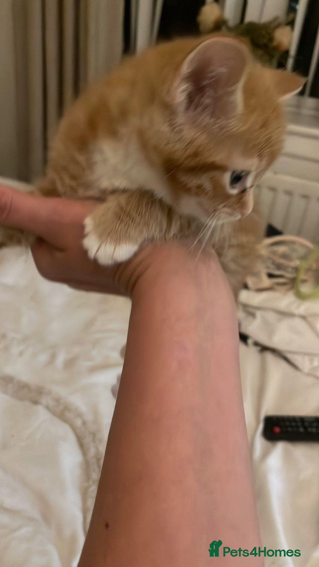 Domestic Shorthair cats for sale: 4 ginger kittens for sale  - Image 2