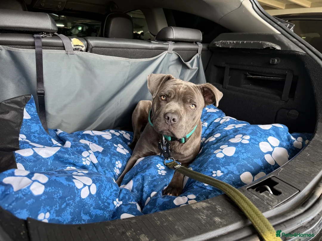 Mixed Breed dogs for sale: Oakley 🐶 Staffy x Cane Corso (11 Months Old) - Advert 14