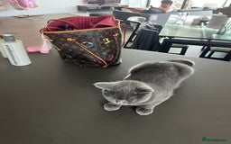 Scottish Fold cats for sale: Scottish Fold Grey Cat - Image 4