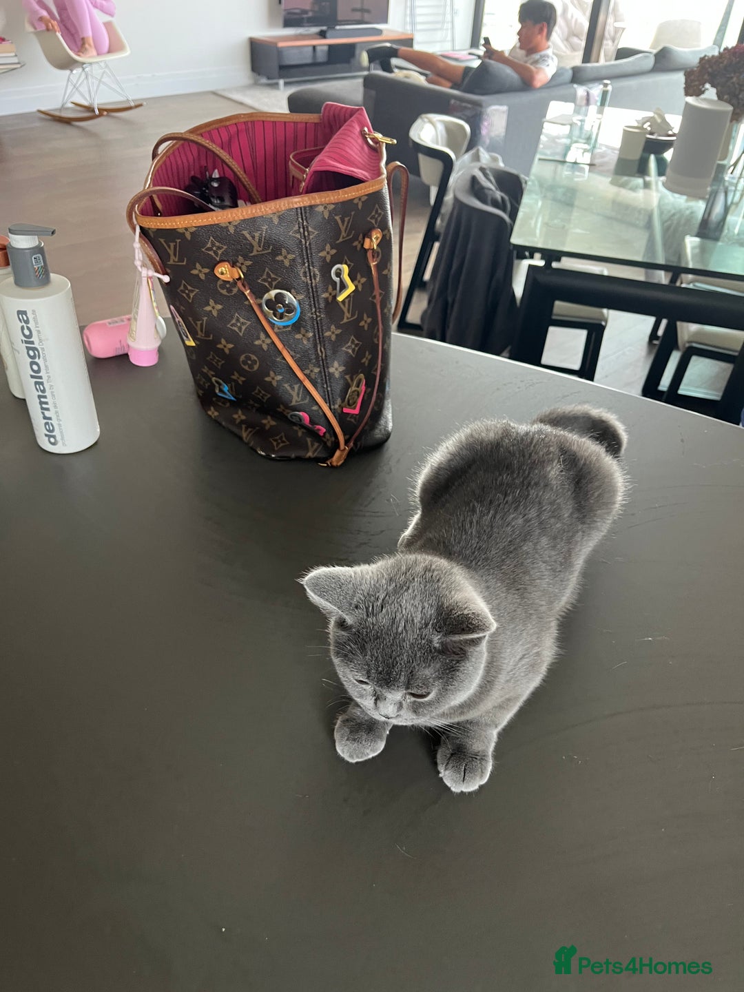 Scottish Fold cats for sale: Scottish Fold Grey Cat - Image 4