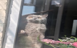 British Shorthair cats for sale: Active GCCF Champion titled female  - Image 11