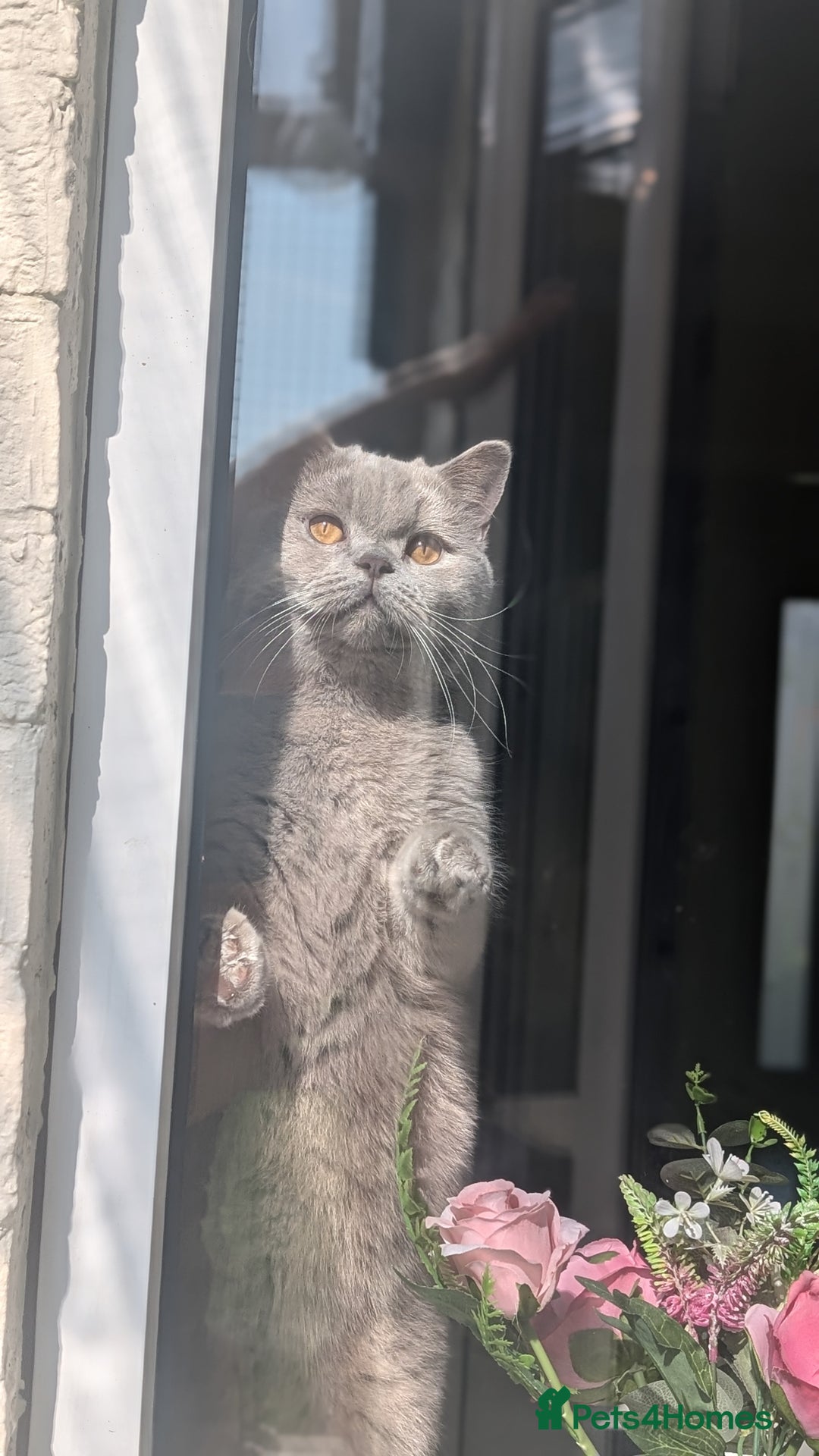 British Shorthair cats for sale: Active GCCF Champion titled female  - Image 11