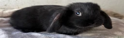 Mini Lop rabbits for sale: Purebred mini lops bucks ready now  - Advert 6