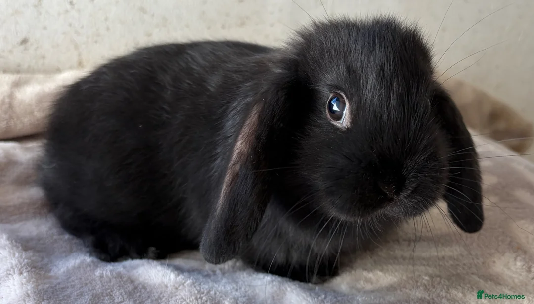 Mini Lop rabbits for sale: Purebred mini lops bucks ready now  - Advert 6