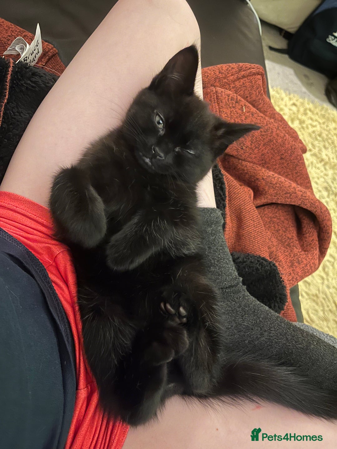 Mixed Breed cats for sale: Big boy - Advert 2