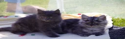 Maine Coon cats for sale: TICA Reg Black Smoke Maine Coon Kittens - Advert 6