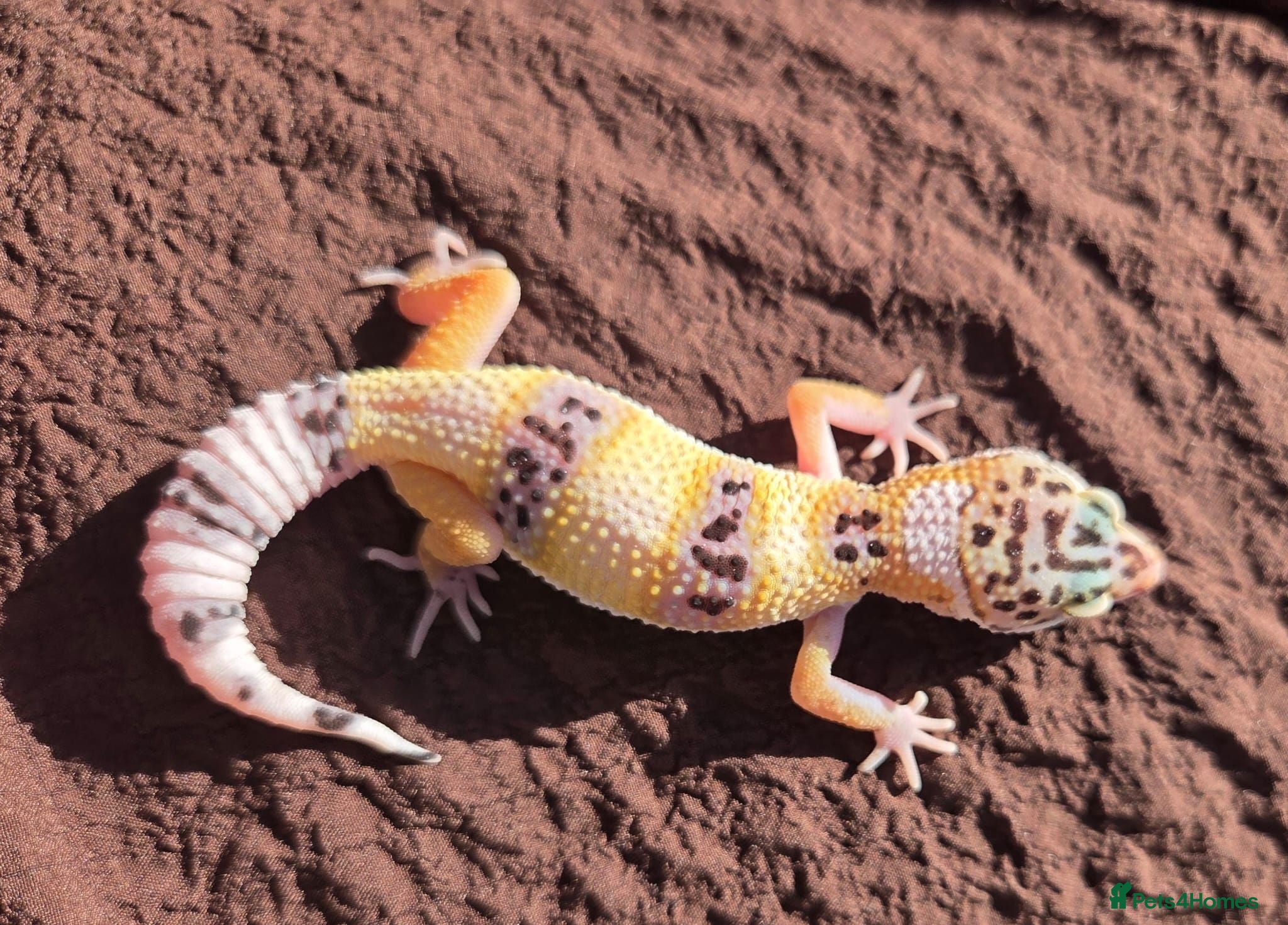 Gecko reptiles Crested & leopard gecko babies - Advert 2