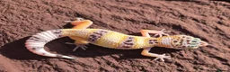 Gecko reptiles for sale: Crested & leopard gecko babies - Advert 7