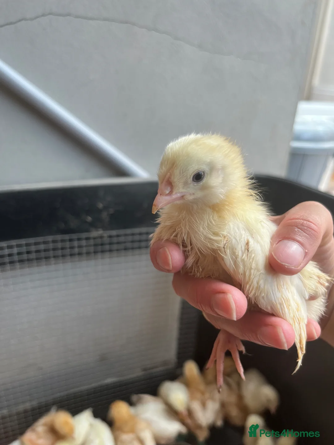 Mixed Breed poultry for sale: Rumpless Arucana Hen Polish, Brahma, silkie chicks - Advert 34