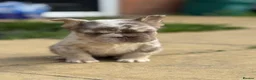 French Bulldog dogs for sale: Reduced 2 princess looking 4 forever homes - Advert 6