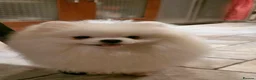Pomeranian dogs for sale: Adorable Small Pure White Pomeranian Male - Advert 7