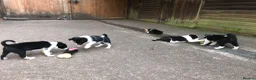 Border Collie dogs for sale: QUALITY BORDER COLLIE PUPPIES CHAMPION LINES in Cardiff - Advert 13