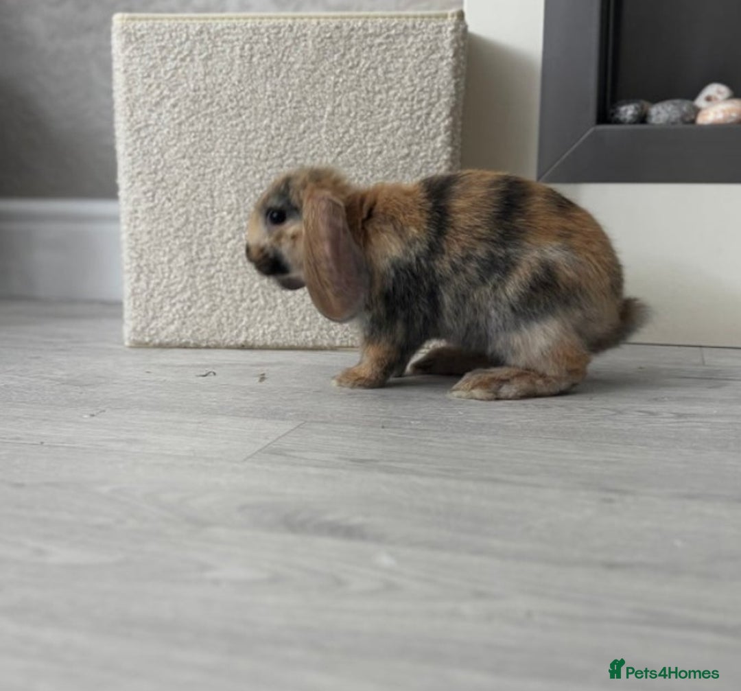 Mini Lop rabbits for sale: Two gorgeous mini lops  - Advert 2