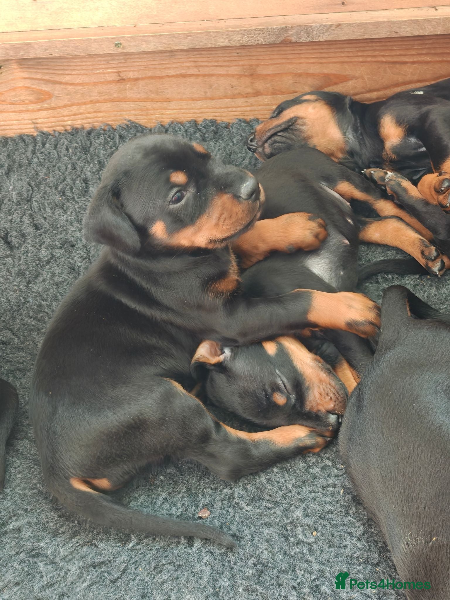 Dobermann dogs Stunning KC reg Doberman puppies  - Advert 1