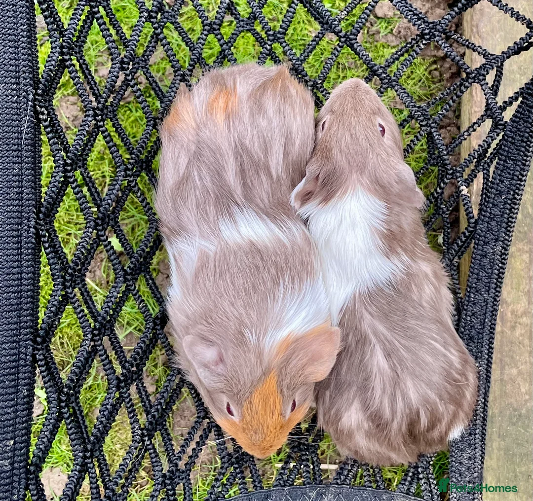 Guinea Pig rodents for sale: Bonded boys - Advert 1