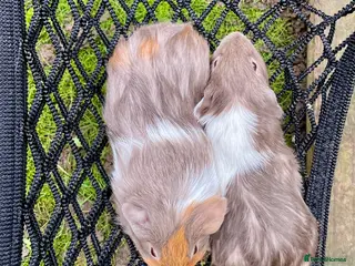 Guinea Pig rodents Bonded boys - Advert 1