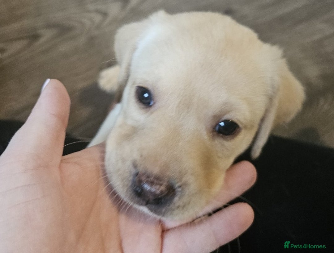 Labrador Retriever dogs for sale: Beautiful litter of yellow labrador retrievers - Image 5