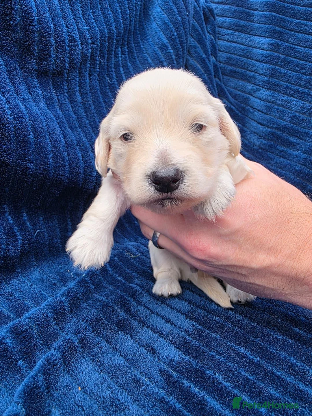 Miniature Dachshund dogs for sale: ⭐KC Clear Cream Long-Haired Miniature Dachshunds⭐ - Advert 2
