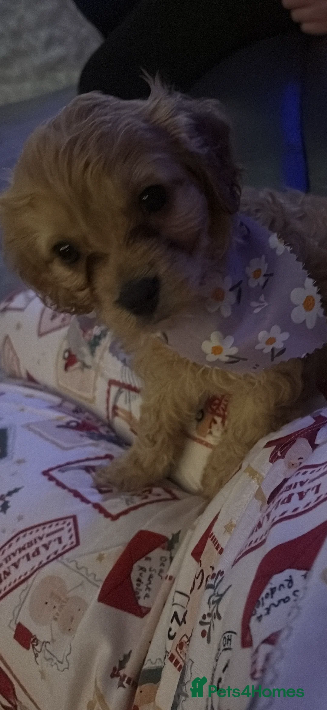 Cavapoo dogs for sale: Gorgeous Cavapoo puppies - Advert 2