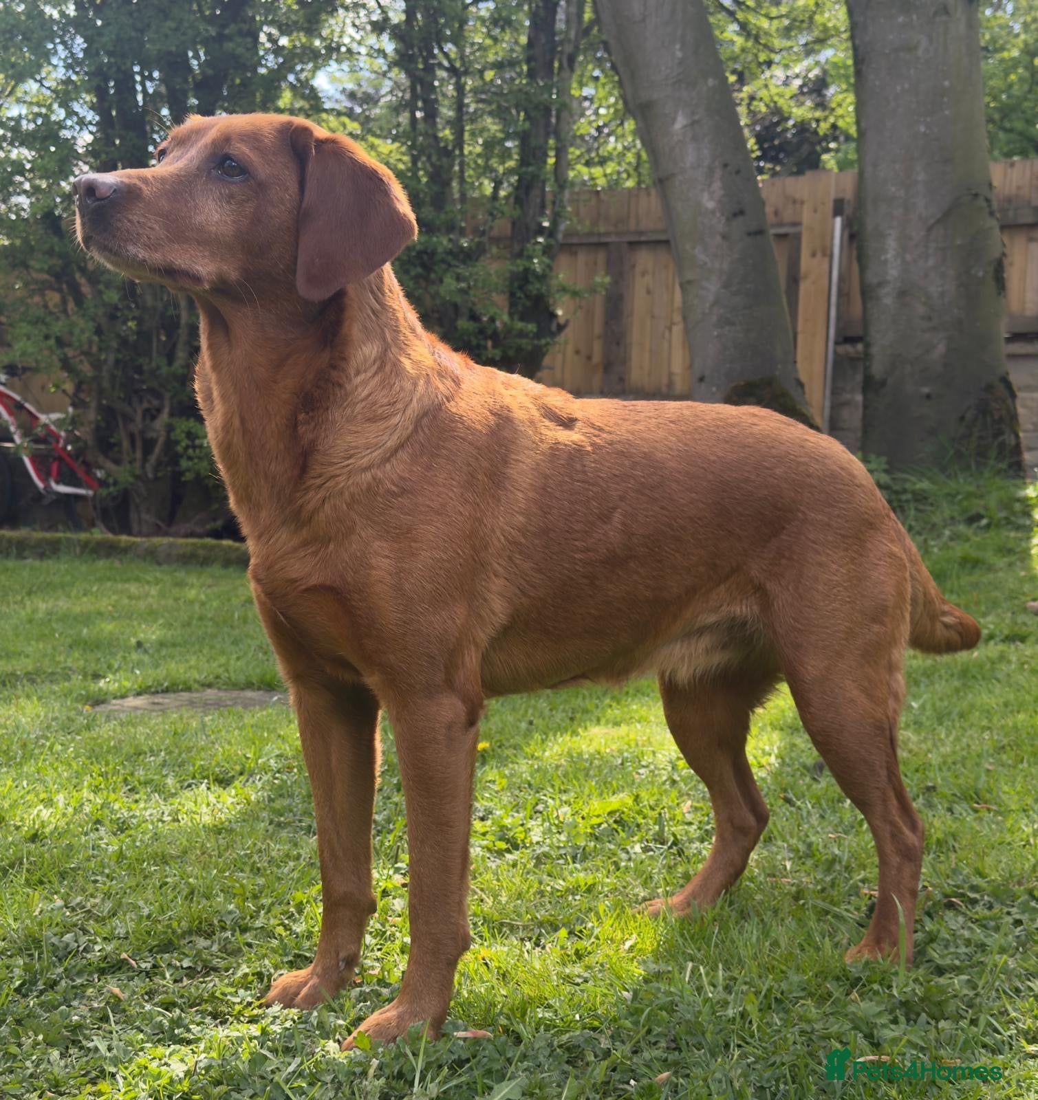 Labrador Retriever dogs THREE 6 YR OLD WORKING LABS. HIP ELBOW DNA PERFECT - Advert 6