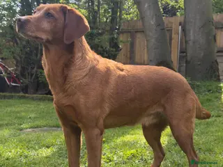 Labrador Retriever dogs THREE 6 YR OLD WORKING LABS. HIP ELBOW DNA PERFECT - Advert 6