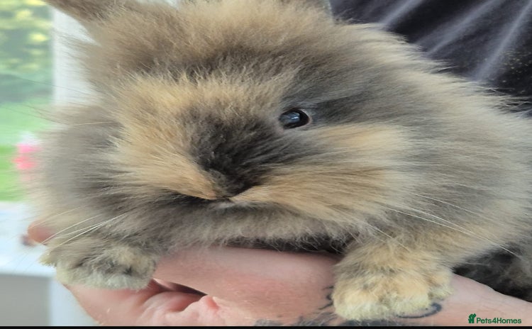 Lionhead rabbits - Advert 1