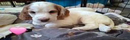 Cocker Spaniel dogs for sale: Working cocker spaniel puppies - Advert 3