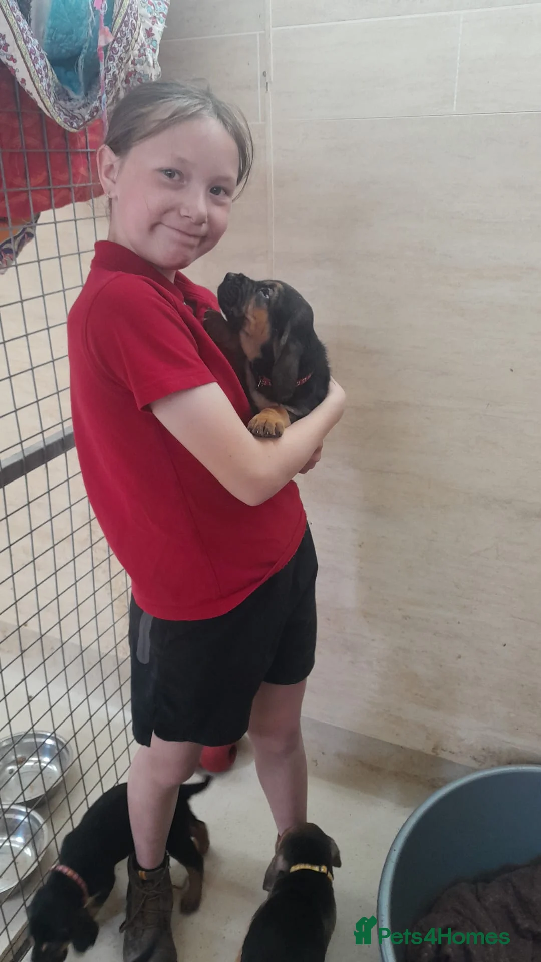 Bloodhound dogs for sale: Bloodhound Puppies - Advert 2