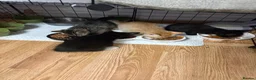 Mixed Breed cats for sale: Kittens looking for a lovely family  - Advert 7