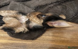 Yorkshire Terrier dogs for sale: Information  - Advert 7