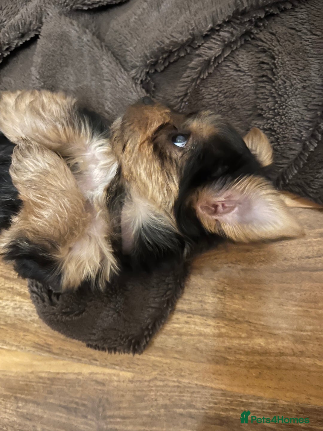 Yorkshire Terrier dogs for sale: Information  - Advert 7